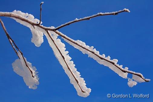 Frosted Branch_11965.jpg - Photographed at Ottawa, Ontario - the capital of Canada.